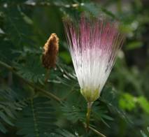 IMG_9211_Albizia.JPG